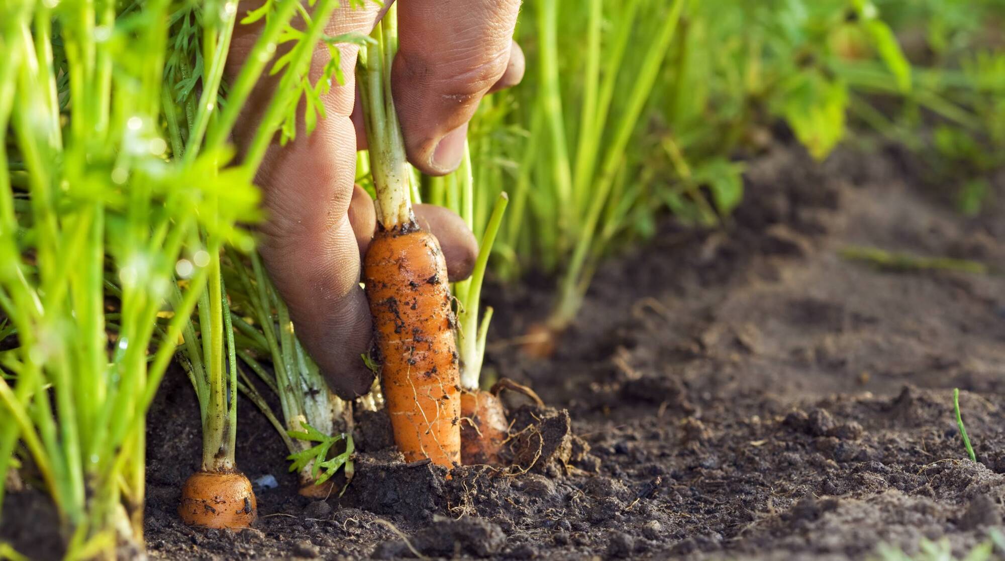 2026 an annus horribilis so far for Ireland's vegetable growers
