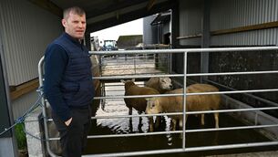 <p>Farmer Michael Forde from Corrandulla, Co Galway, puts some of the sheep into his purpose-built foot bath. Picture: Ray Ryan</p> <p>Farmer Michael Forde from Corrandulla, Co Galway, puts some of the sheep into his purpose-built foot bath. Picture: Ray Ryan</p>