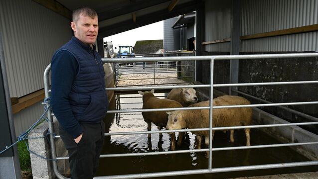 <p>Farmer Michael Forde from Corrandulla, Co Galway, puts some of the sheep into his purpose-built foot bath. 	 Picture: Ray Ryan</p>