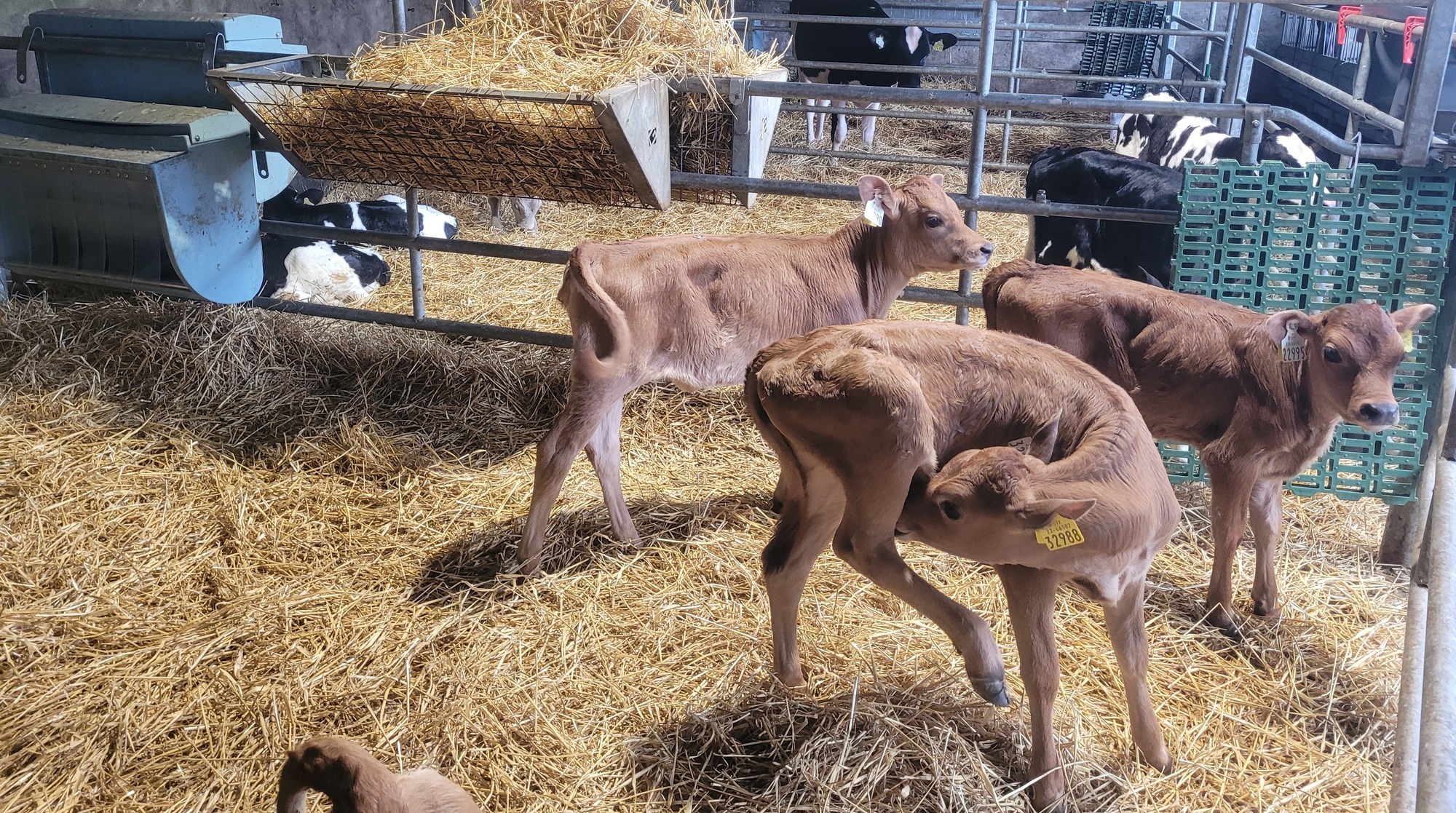 Paula Hynes: Our farm's secret to fantastic maiden heifers