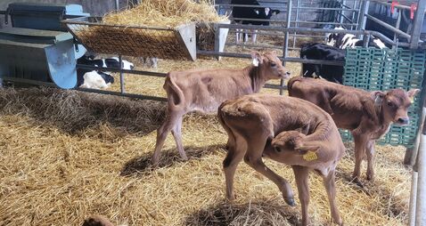 Paula Hynes: Our farm's secret to fantastic maiden heifers