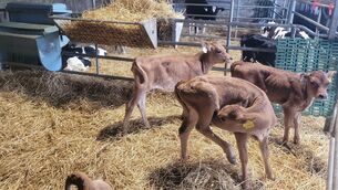 <p>The show heifers simply powered ahead as their diet was constant every day.</p> <p>The show heifers simply powered ahead as their diet was constant every day.</p>