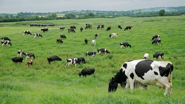 <p>The unique selling point behind Irish dairy products is 'grass-fed'.</p>