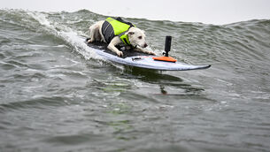 <p>Sugar catches a wave during the World Dog Surfing Championships in August 2024 in Pacifica, California (Eakin Howard/AP)</p>