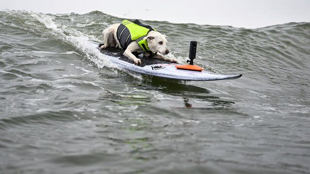 <p>Sugar catches a wave during the World Dog Surfing Championships in August 2024 in Pacifica, California (Eakin Howard/AP)</p>