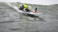 Surf Dog Cancer Death