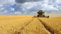 Combine Harvester in Barley Field during Harvest
