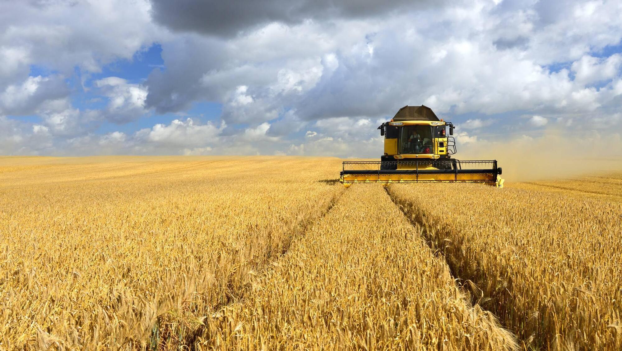 Agricultural land under cereals rose by almost 5% in 12 months