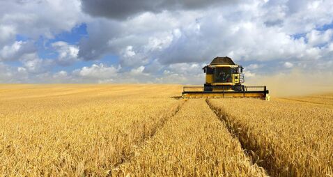 Combine Harvester in Barley Field during Harvest