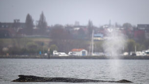 A whale lies on a sandbank in the Bay of Wismar, Germany (Philip Dulian/dpa via AP) A whale lies on a sandbank in the Bay of Wismar, Germany (Philip Dulian/dpa via AP)