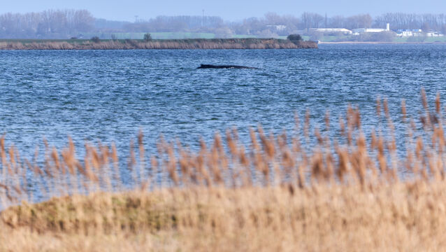 A humpback whale that has become stranded repeatedly off Germany’s Baltic Sea coast in recent days has got stuck again and is pictured near the island of Poel in Weitendorf-Hof, Germany (Marcus Golejewski/dpa via AP)