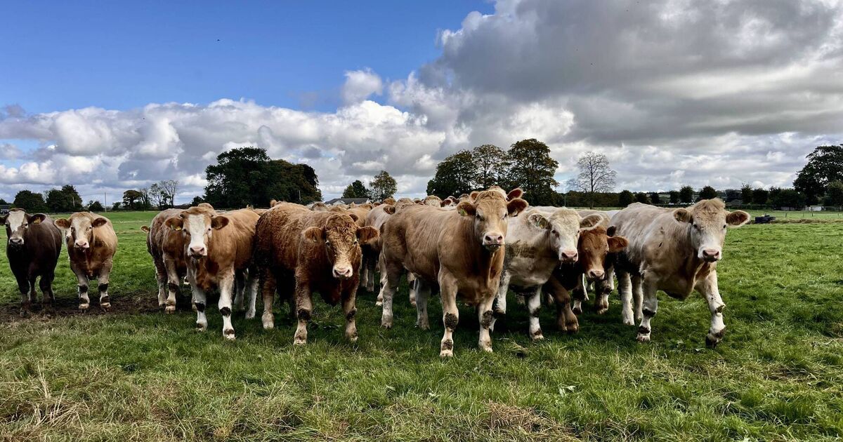 Beef finishers suffering a substantial drop on expected returns