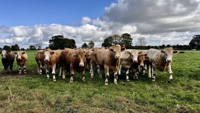 <p>Cow prices are holding at 620-635c/kg for R grade and the R grade young bulls are ranging 670-685c/kg in general.</p>