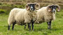 Sheep, Scottish Blackface, Swaledale rams in Springtime.  Two fine rams with magnificent curly horns, facing front in green mead