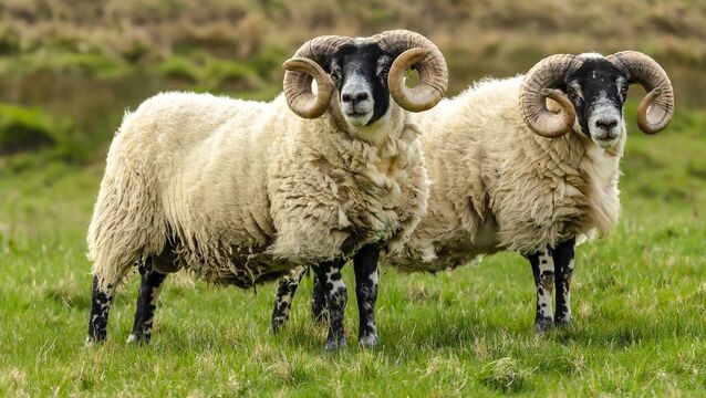 <p>The approved budget for the National Sheep Welfare Scheme is €22m</p>