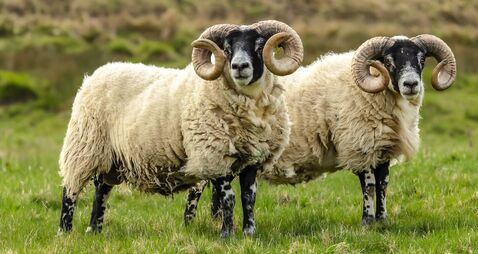 Sheep, Scottish Blackface, Swaledale rams in Springtime.  Two fine rams with magnificent curly horns, facing front in green mead
