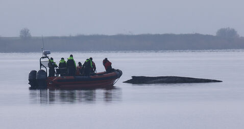 Germany Whale Rescue