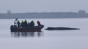 A boat approaches the humpback whale (Marcus Golejewski/dpa/AP)