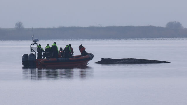 A boat approaches the humpback whale (Marcus Golejewski/dpa/AP)
