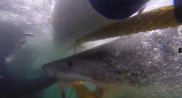 WATCH: Divers escape great white shark attack by mere inches