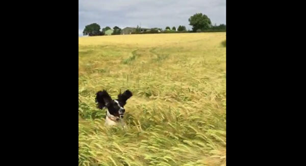 VIDEO: The rare bouncing dog has been spotted in a field in England