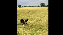 VIDEO: The rare bouncing dog has been spotted in a field in England