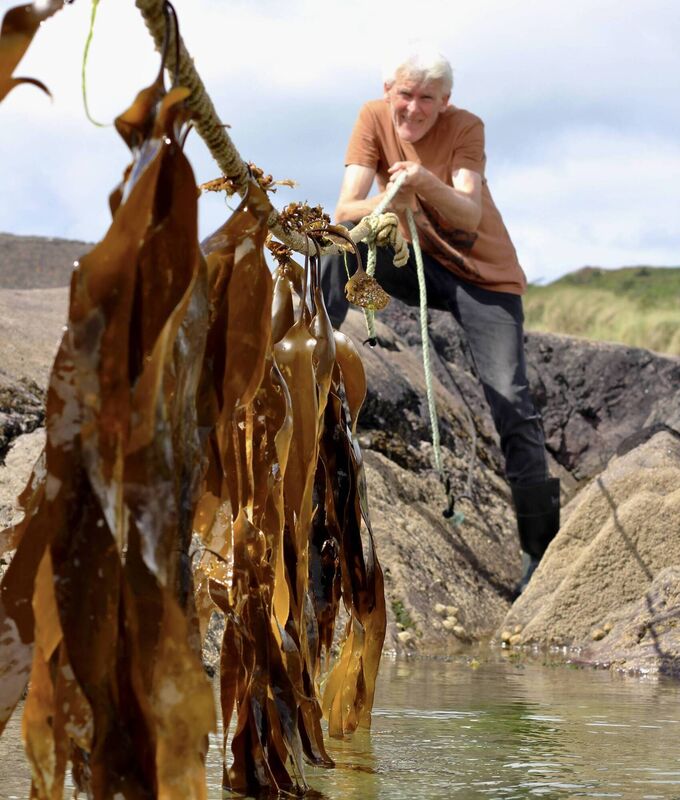 Atlantic Irish seaweed, Derrynane, Caherdaniel, Kerry