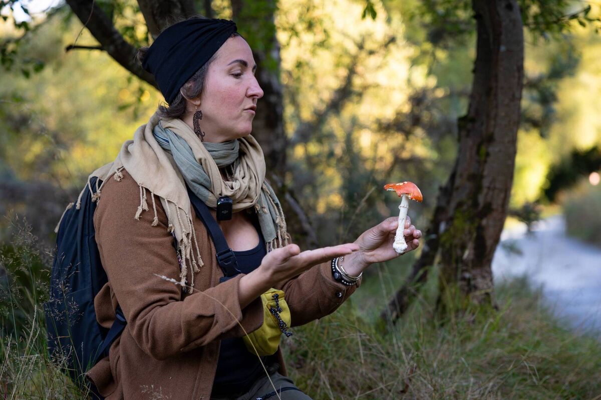 Hips and haws, Various locations, Wicklow