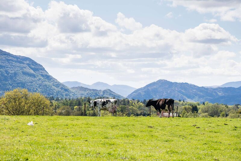 Muckross Creamery, Killarney, Co. Kerry. Picture: Joleen Cronin