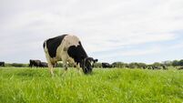 Black and white dairy cow grazing contentedly relaxed and happy while other cows graze behind. Methane and greenhouse gases a bi