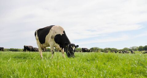 Black and white dairy cow grazing contentedly relaxed and happy while other cows graze behind. Methane and greenhouse gases a bi