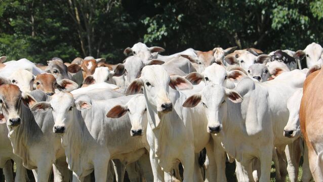 <p>Cattle on a farm in Paulínia, Brazil. Picture: Rachel Martin</p>