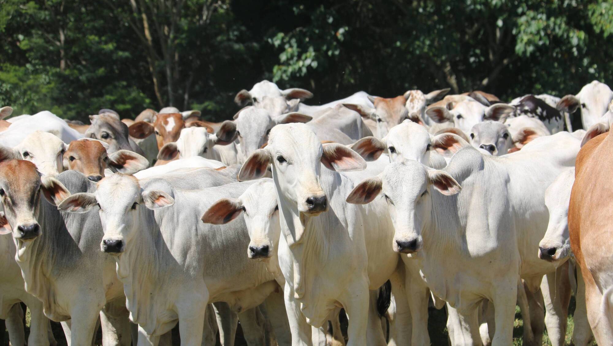 When 5,000 cattle is small: the global beef divide facing Irish farmers