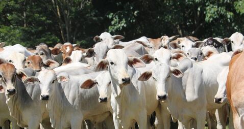 When 5,000 cattle is small: the global beef divide facing Irish farmers