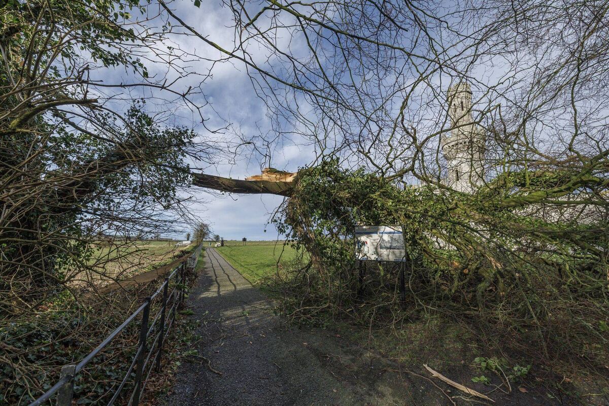  A fallen tree lies across a path at Duckett's Grove as a result of Storm Eowyn