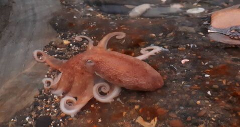 Curled Octopus in a Rock Pool, Wicklow, Ireland