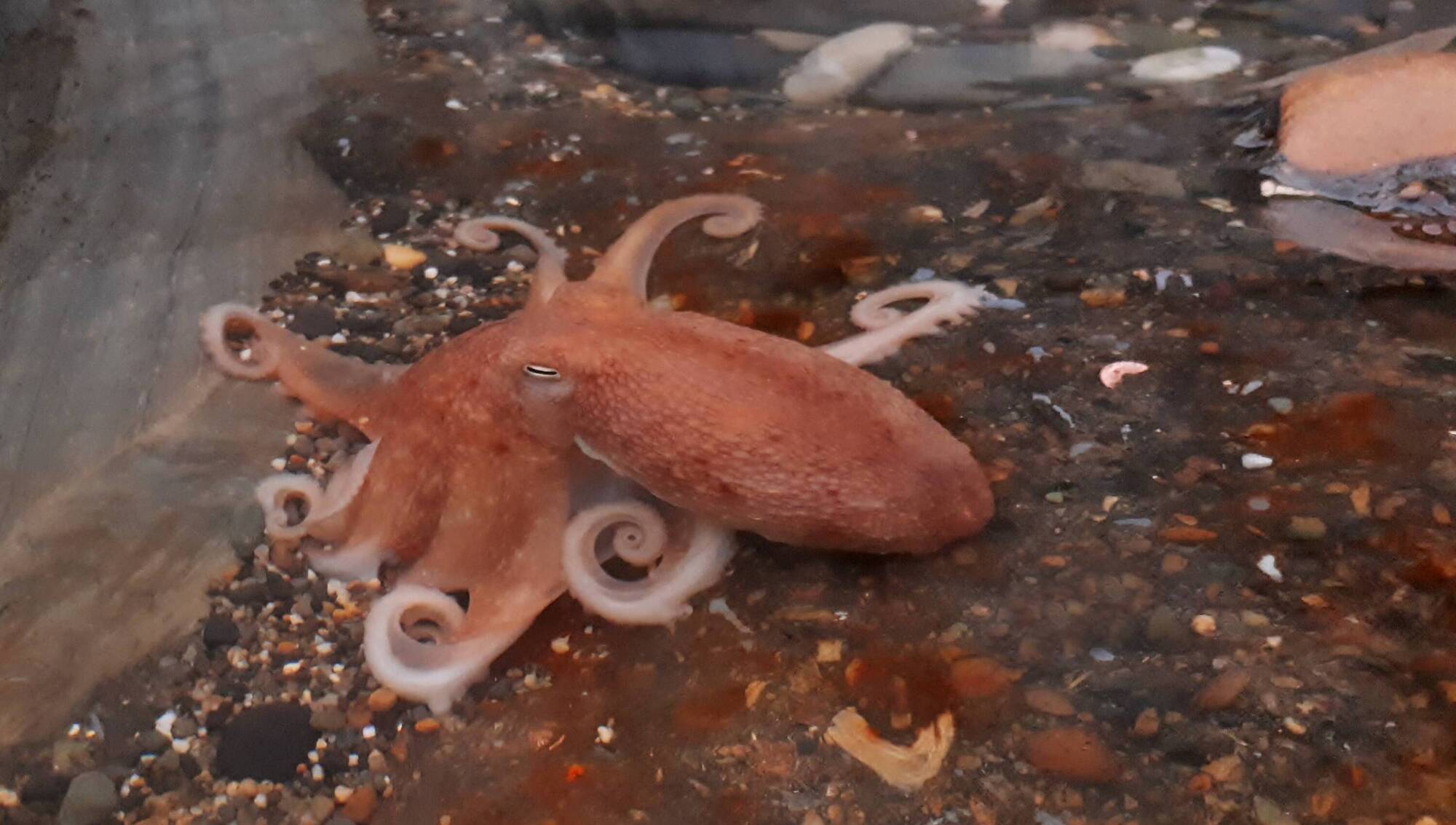 Unfurling the changing fate of octopuses in Irish waters