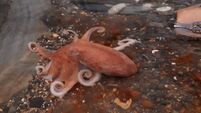 Curled Octopus in a Rock Pool, Wicklow, Ireland