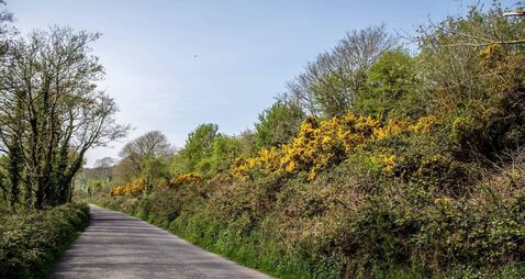 Summertime and the gorse is budding yellow flowers along the country road.