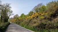 Summertime and the gorse is budding yellow flowers along the country road.