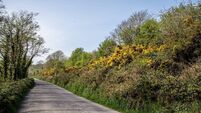 Summertime and the gorse is budding yellow flowers along the country road.