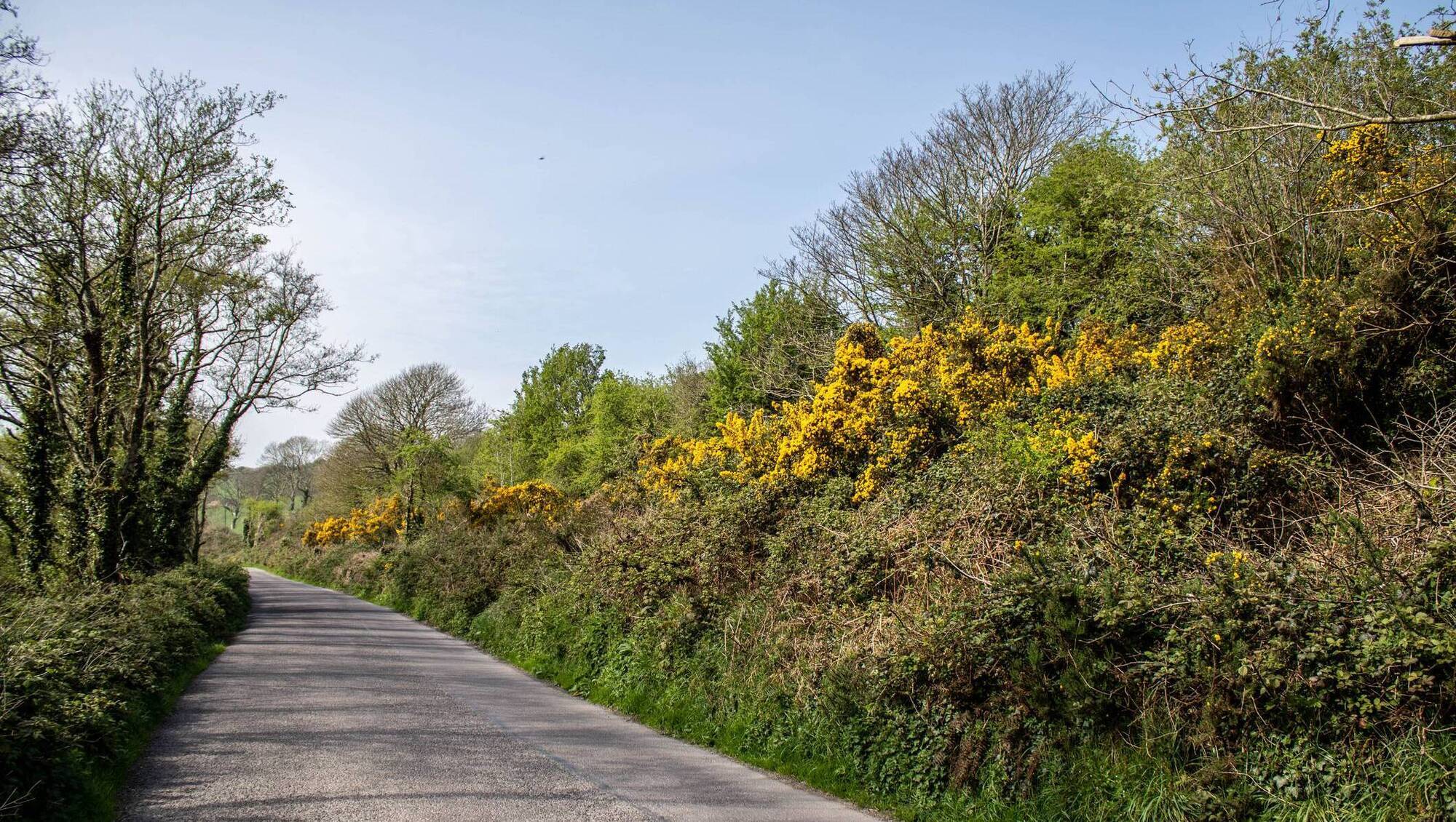 Reading between the lines: Hedgerows enrich the lives of everyone