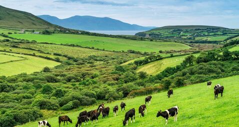 Cows grazing in Ireland
