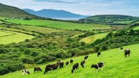 Cows grazing in Ireland