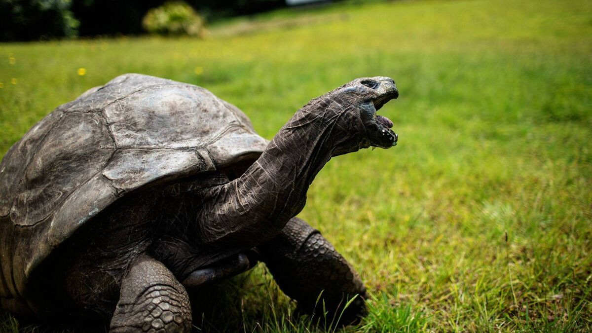 Jonathan, the world’s oldest tortoise, caught in viral crypto death scam