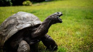 <p>The real vet said: 'Jonathan the tortoise is very much alive. I believe on X the person purporting to be me is asking for crypto donations, so it’s not even an April fool joke. It’s a con.' File picture: Gianluigi Guercia/Getty Images</p>