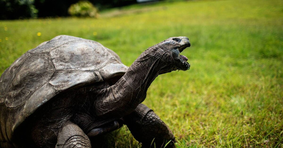Jonathan, the world’s oldest tortoise, caught in viral crypto death scam