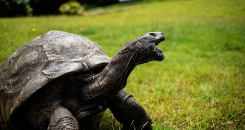 SAINTHELENA-CONSERVATION-ANIMAL