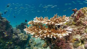 <p>Staghorn coral in the Phi Phi Islands, in the Andaman Sea, Krabi, Thailand, showing early signs of coral bleaching as the tips turn white. El Niño can result in marine ecosystems altering as the base of the food chain changes. Coral reefs can bleach under enhanced thermal stress. Picture: iStock</p>