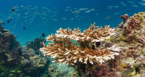 Underwater coral bleaching of critically endangered species Staghorn (Acropora cervicornis)